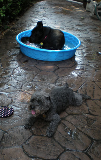 Charlyn's Pets Cooling it!